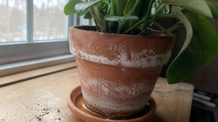 Why terracotta pots grow a white crust