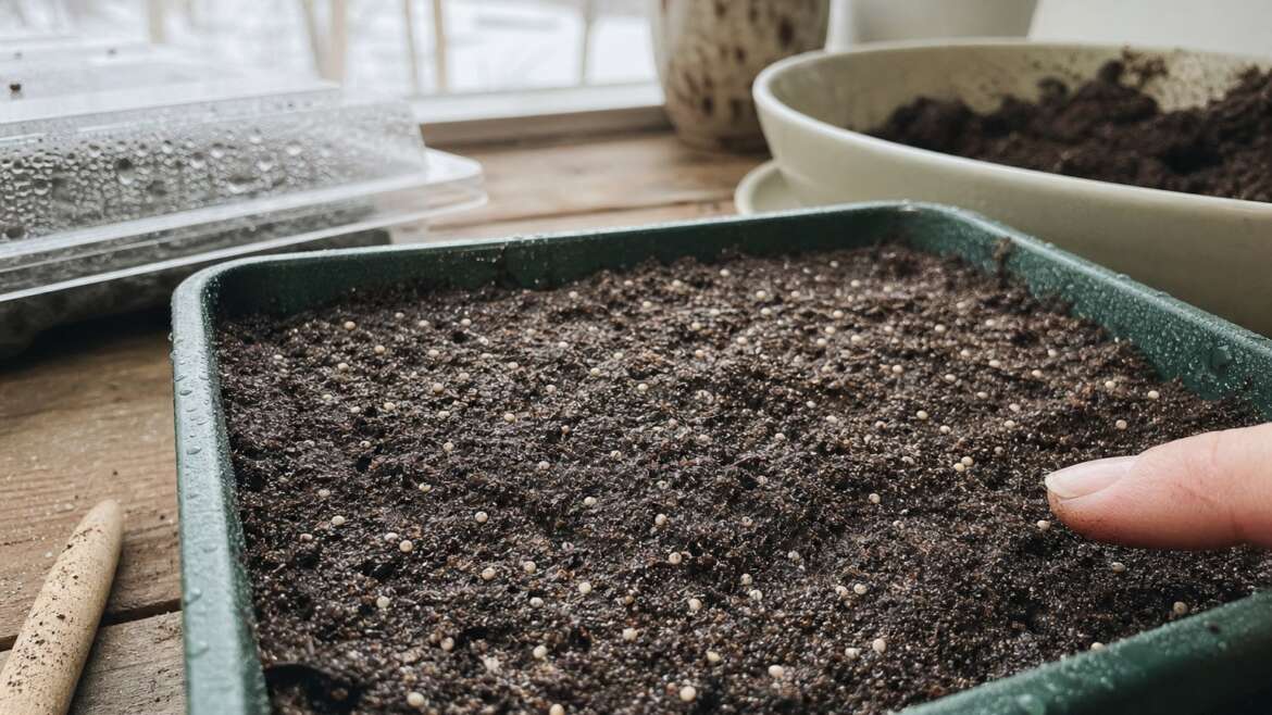 Why some seeds need light to wake