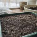 Why some seeds need light to wake