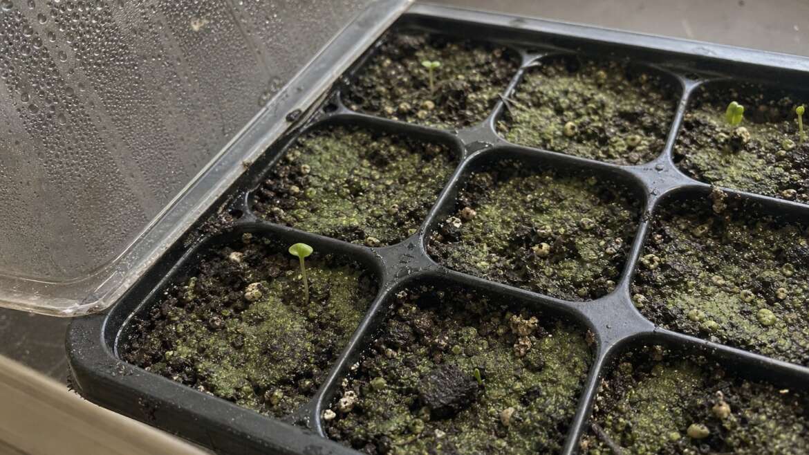 Why seed trays grow a green skin