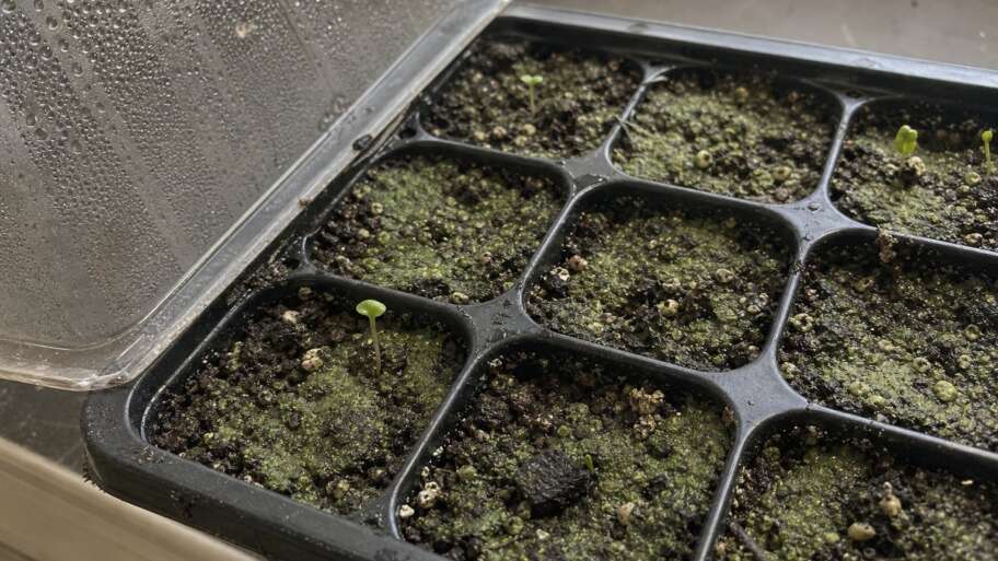 Why seed trays grow a green skin