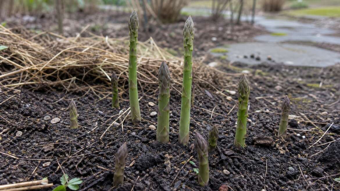Why asparagus spears seem to appear overnight