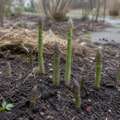 Why asparagus spears seem to appear overnight