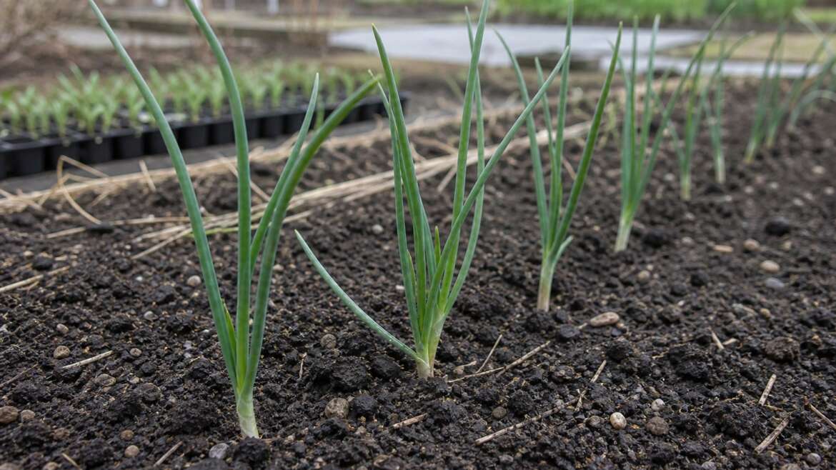 Why onions care how long the day is