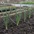 Why onions care how long the day is