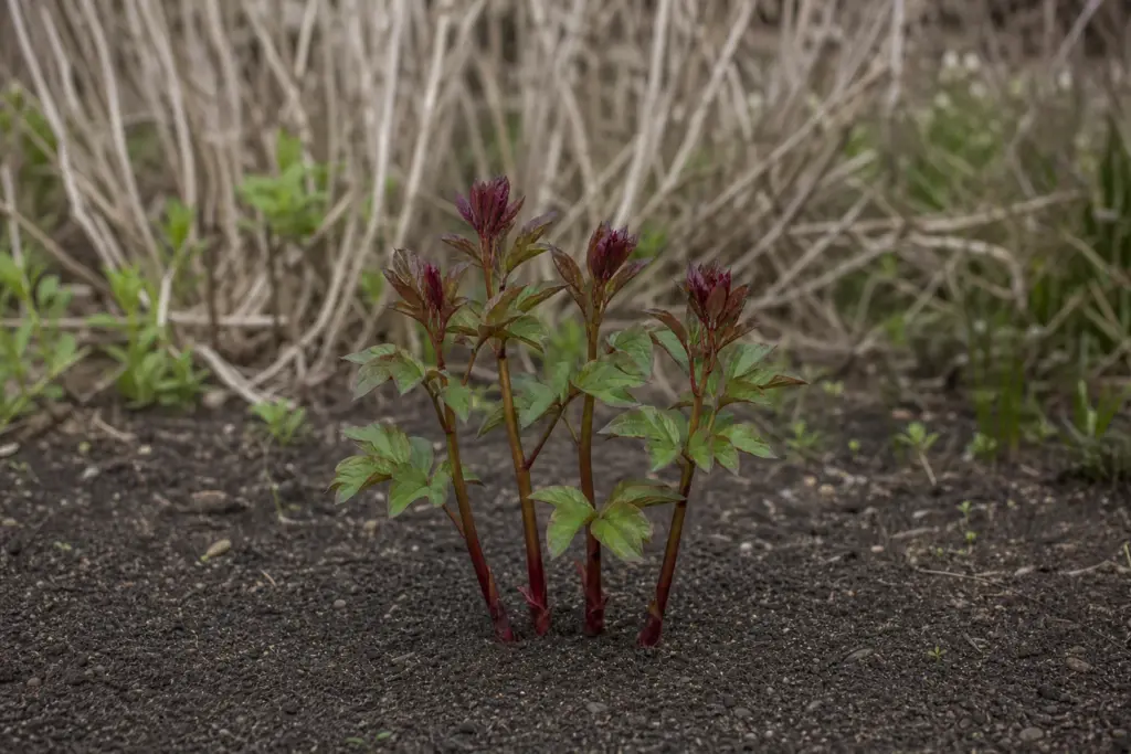Partly unfurled herbaceous peony shoots with burgundy stems and leaves turning green.