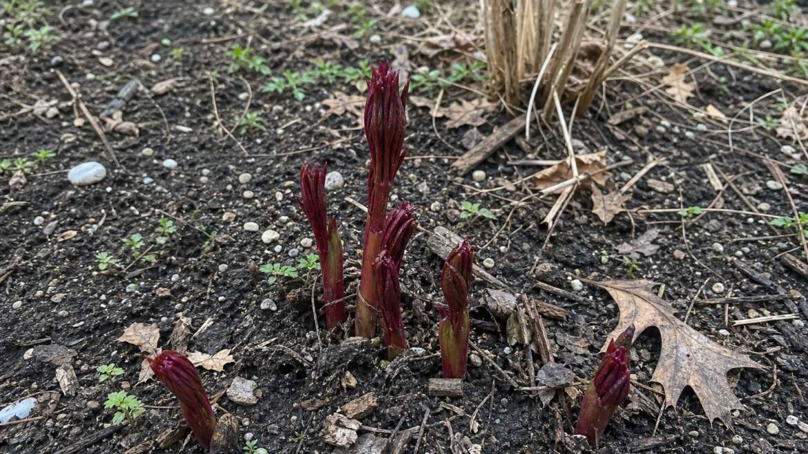 Why peony shoots arrive red