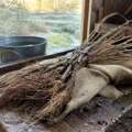 Why bare-root plants look dead before they grow