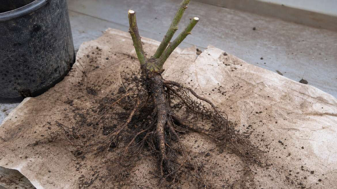 Why bare-root plants look dead before they grow
