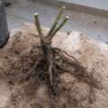 Why bare-root plants look dead before they grow