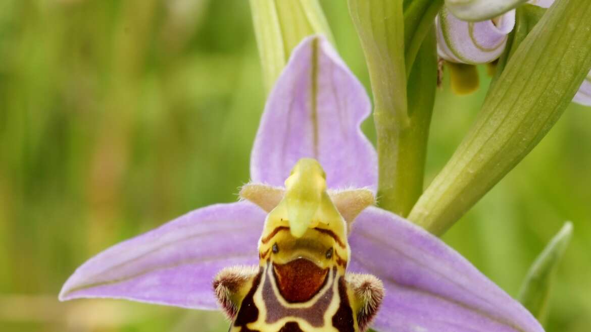 The flowers that make fools of insects