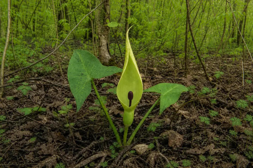 Flowering Arum maculatum with a pale green hooded spathe and dark spadix on a spring woodland floor