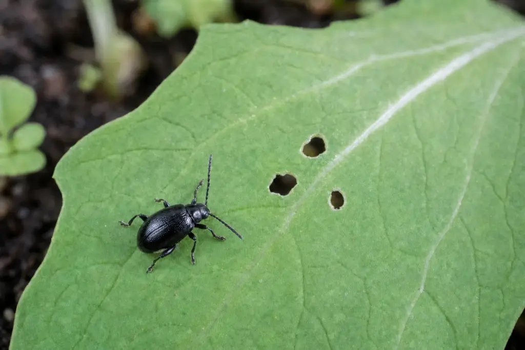 Tiny metallic black flea beetle beside round feeding holes on a young brassica leaf.