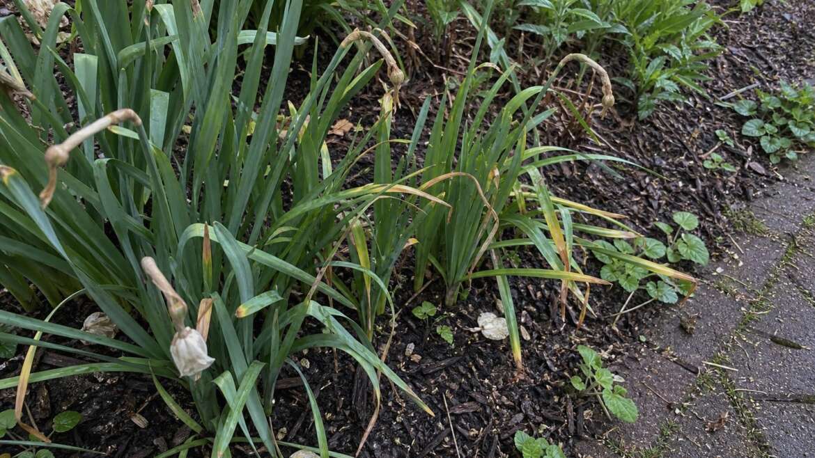Why spring bulb leaves have to linger