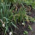 Why spring bulb leaves have to linger