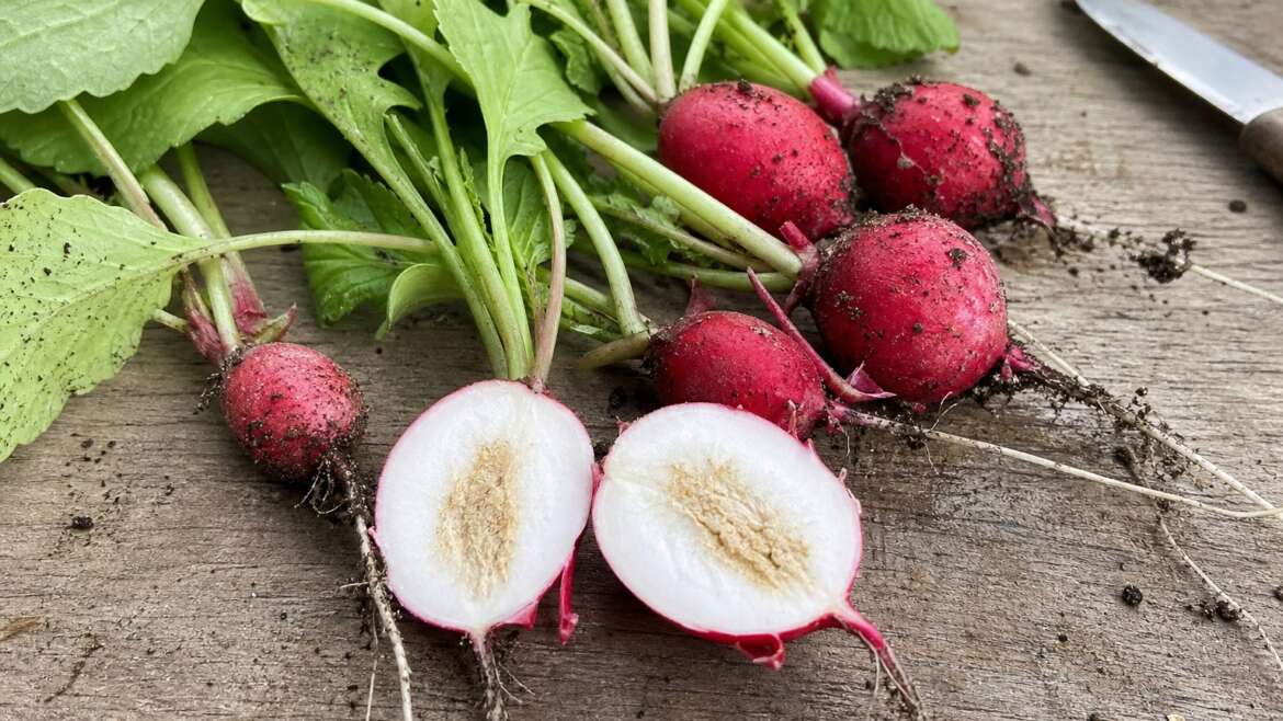 Why radishes turn woody when spring warms