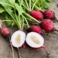 Why radishes turn woody when spring warms