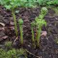 Why fern fiddleheads unroll instead of unfolding