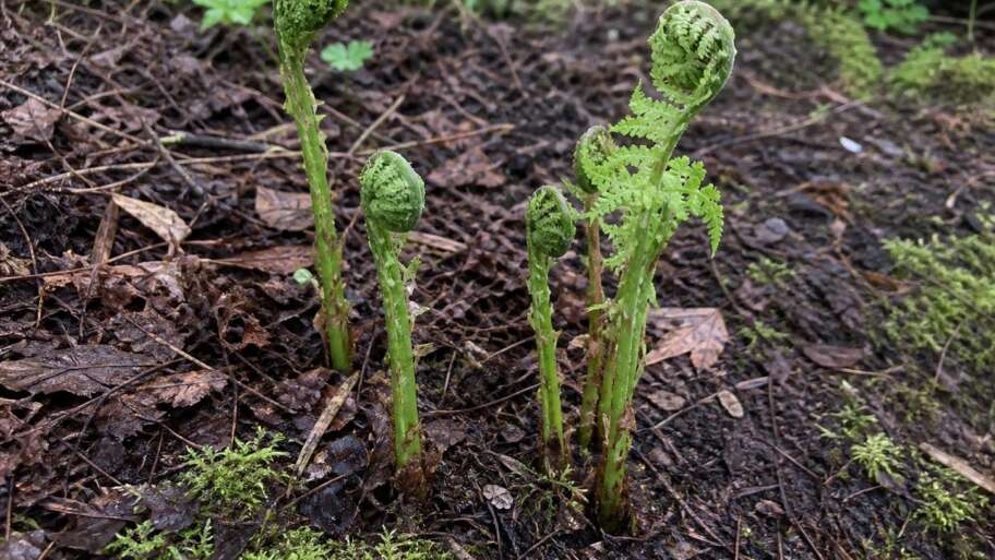 Why fern fiddleheads unroll instead of unfolding