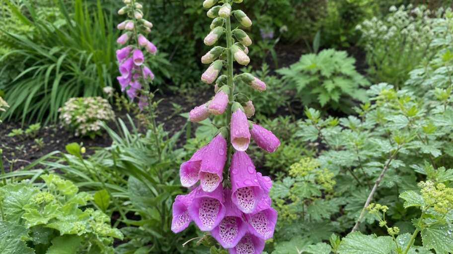 Why foxgloves bloom from the bottom up
