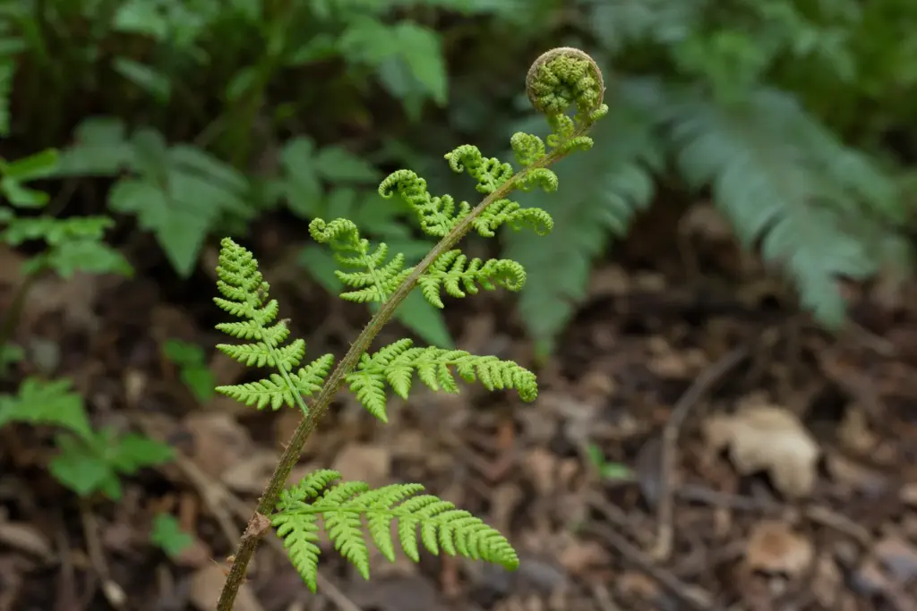 Partly unfurled lady fern with lower pinnae opening below its still-coiled tip.