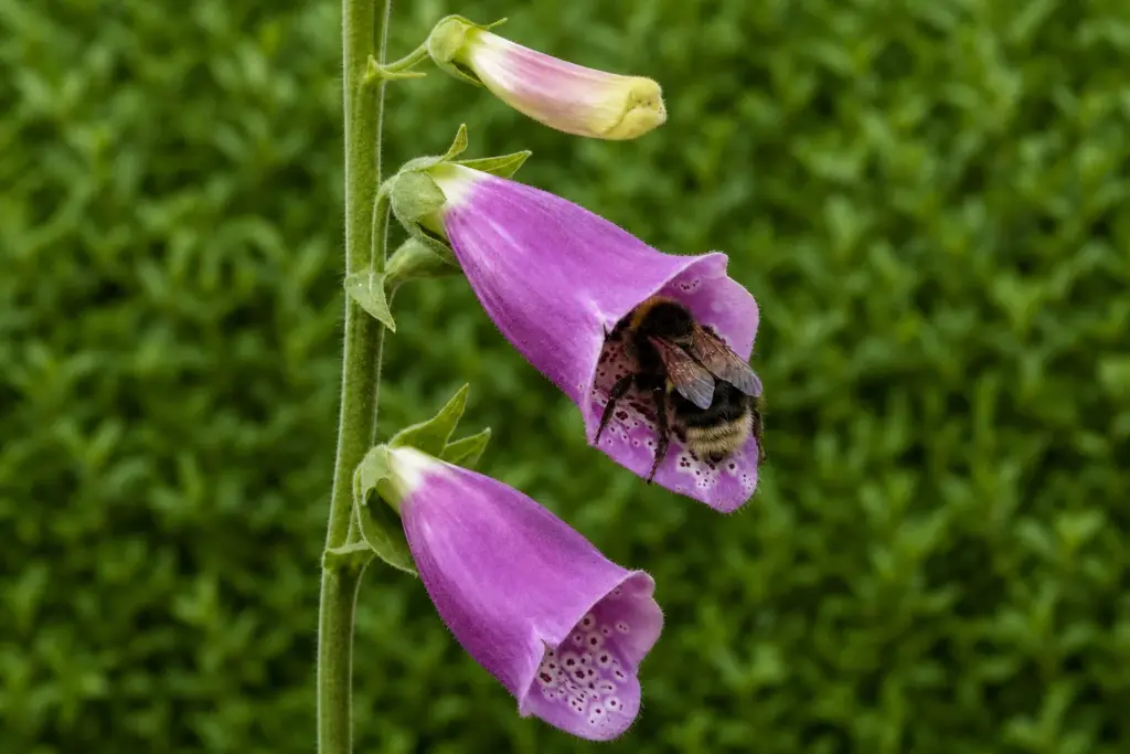 A bumblebee entering the spotted throat of a downward-facing purple-pink foxglove bell.