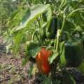 Why peppers take their time turning red