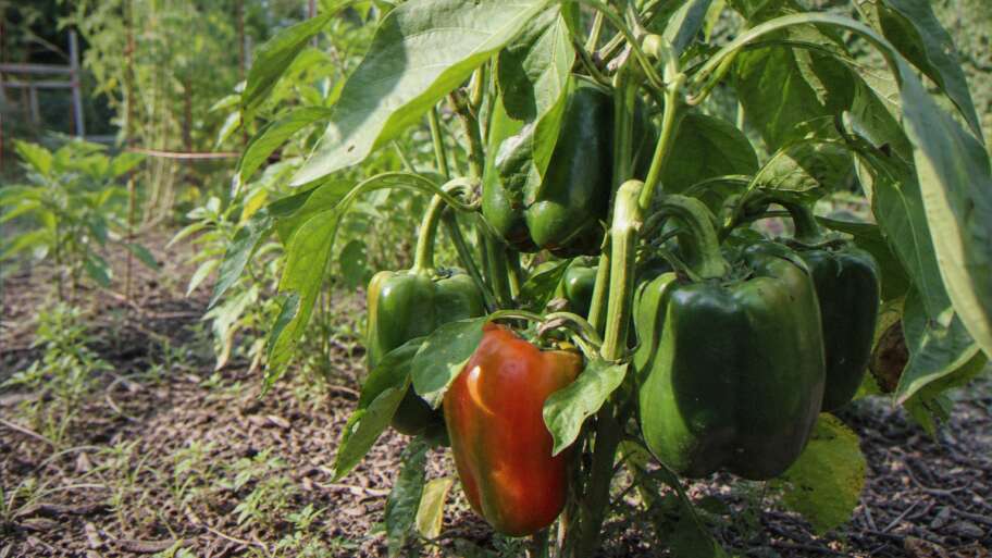 Why peppers take their time turning red
