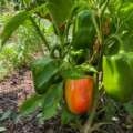 Why peppers take their time turning red
