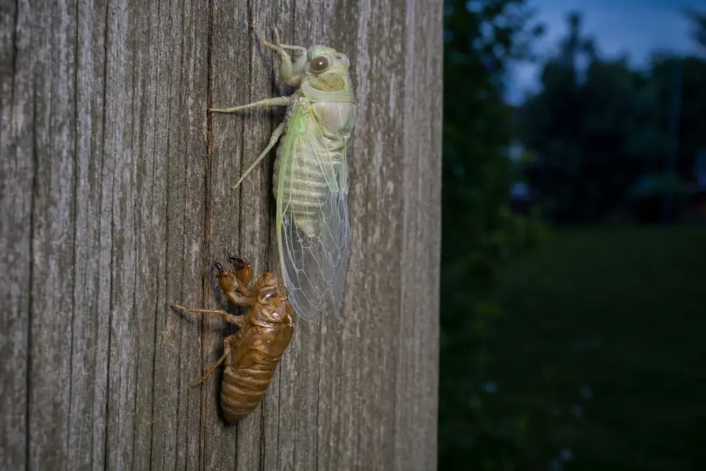 Pale newly emerged cicada clinging beside its split nymphal shell as its translucent wings expand.