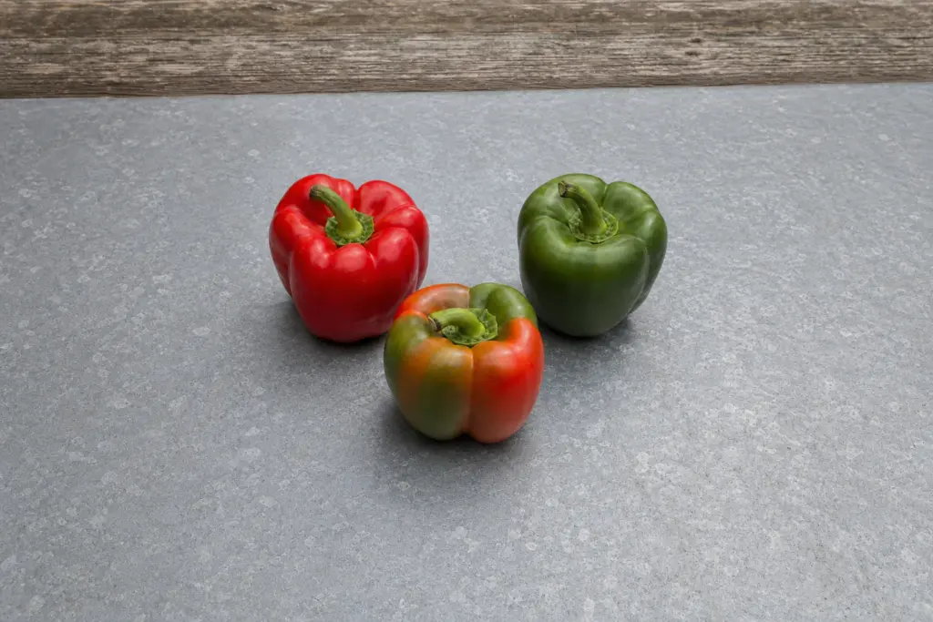 Three bell peppers of one cultivar at green, mottled green-and-red, and fully red stages on a potting bench.