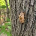 The empty shells cicadas leave on summer bark