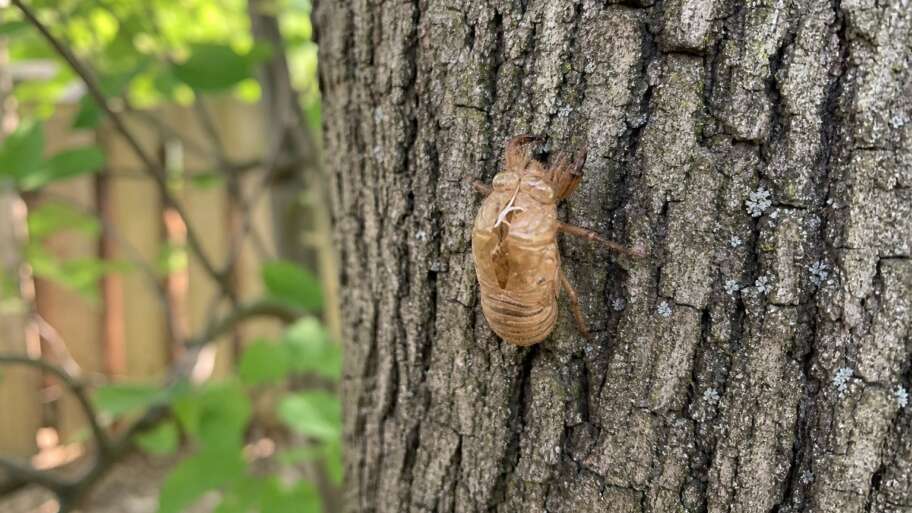 The empty shells cicadas leave on summer bark