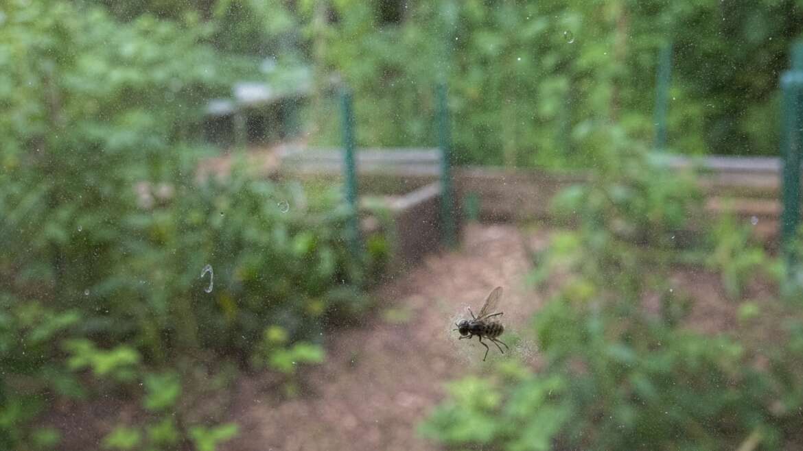 The fungus that turns flies into launch pads