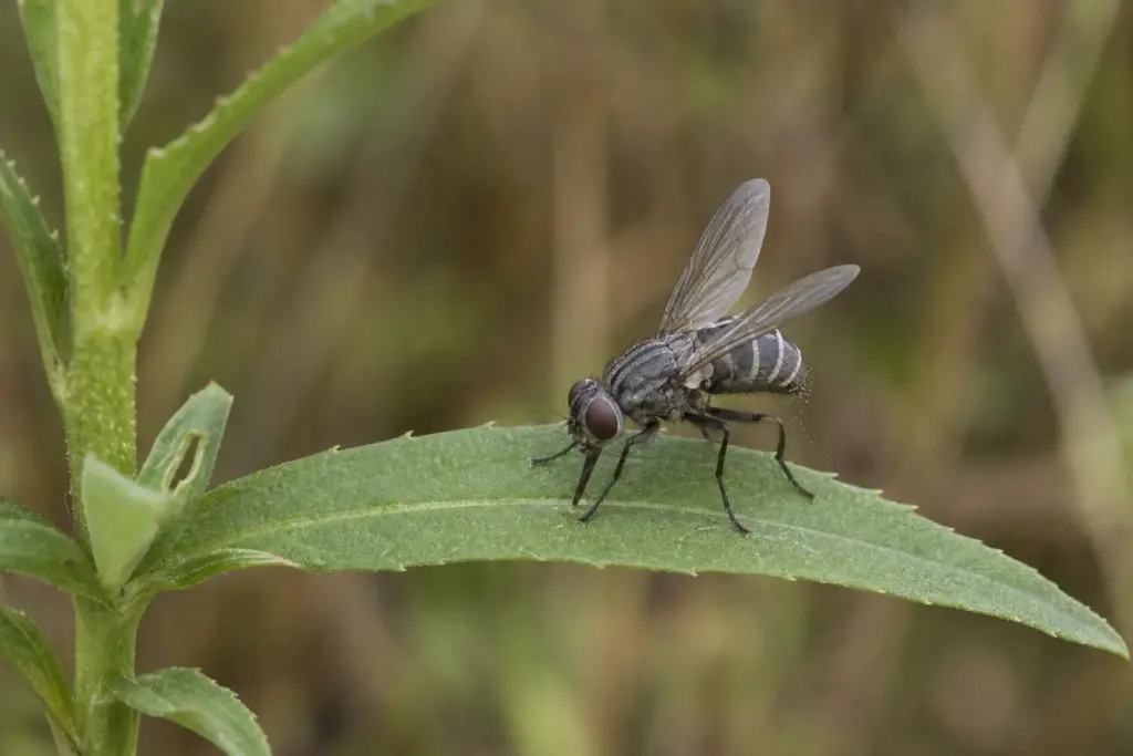 Side-view macro of a fungus-killed fly attached to a goldenrod leaf with its wings raised above a banded abdomen.