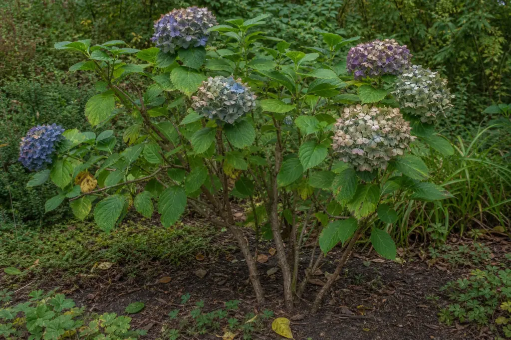 Faded mophead blooms and intact woody stems on a bigleaf hydrangea in early autumn.