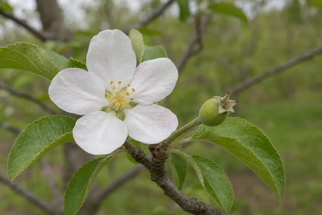 White apple blossom beside a pea-sized green fruitlet on the same spring spur.