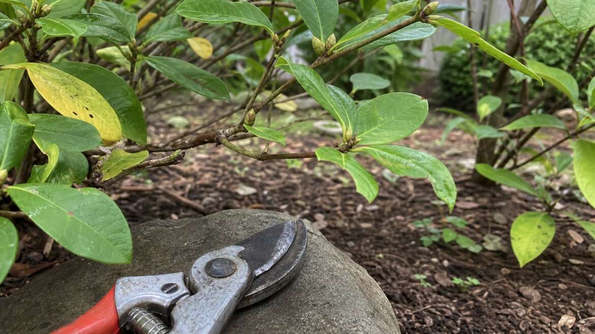 The September pruning mistake that can erase next spring’s flowers