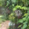 The fungus that turns flies into launch pads