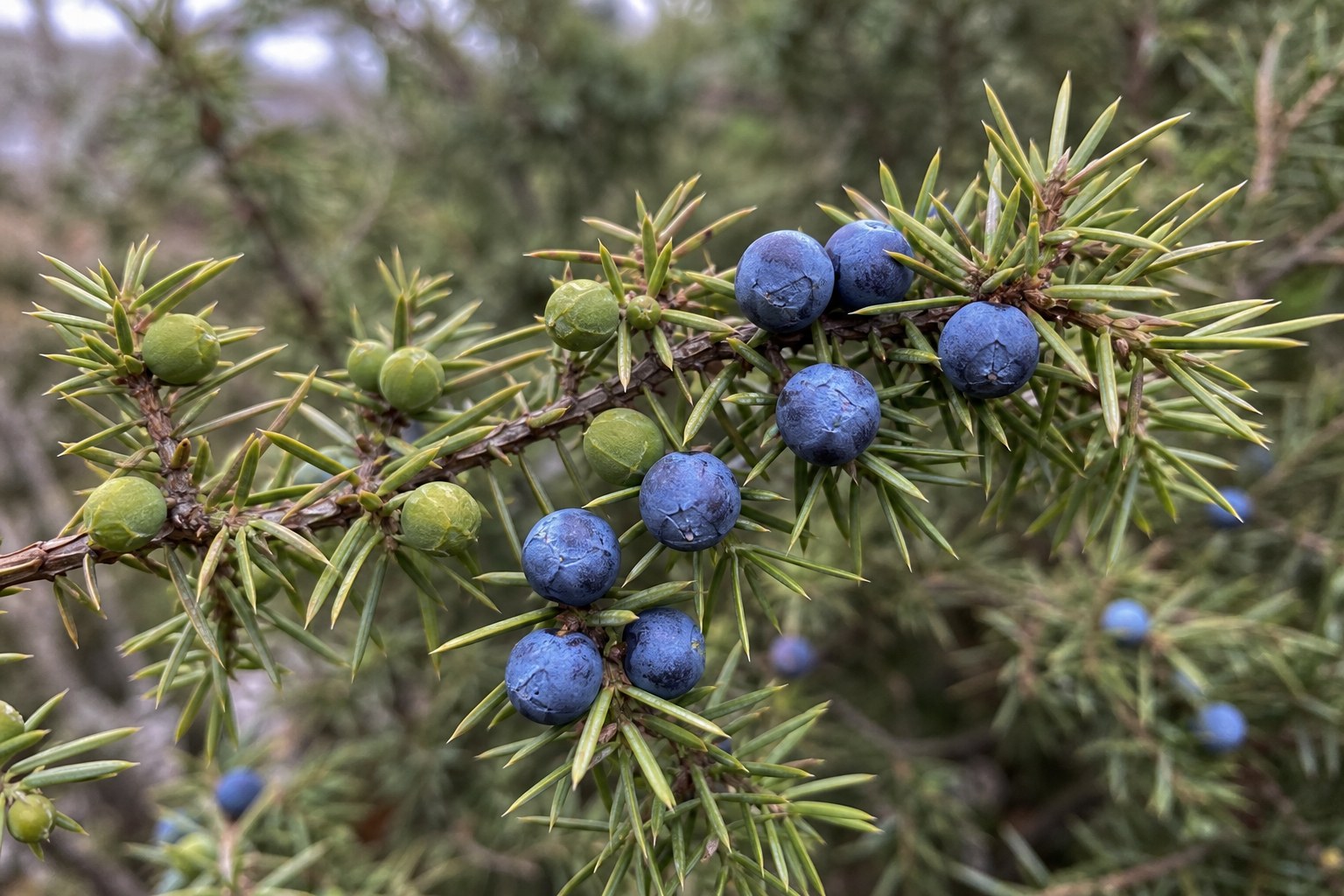 Common juniper branch with green immature cones and matte blue mature cones together.