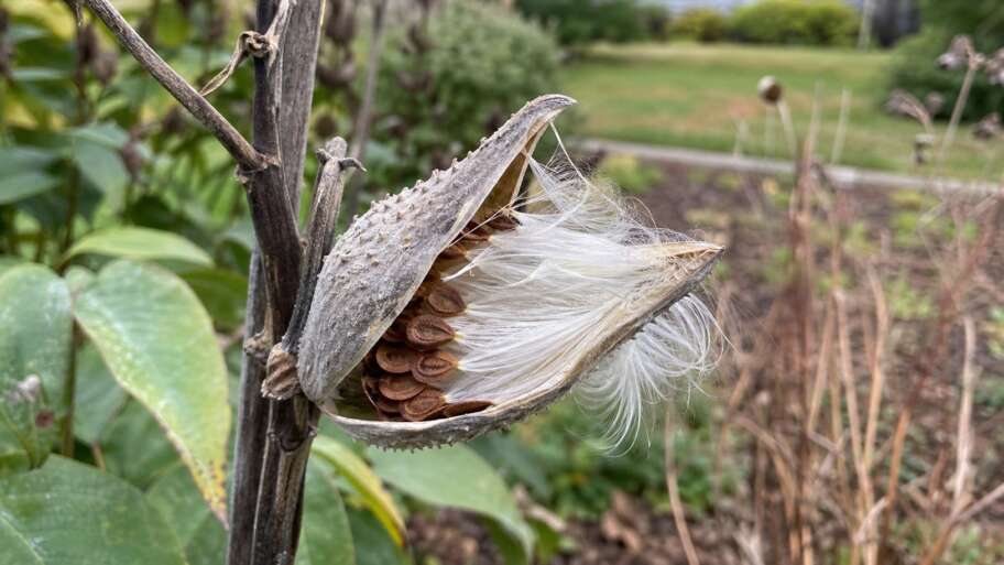 The silk inside a milkweed pod