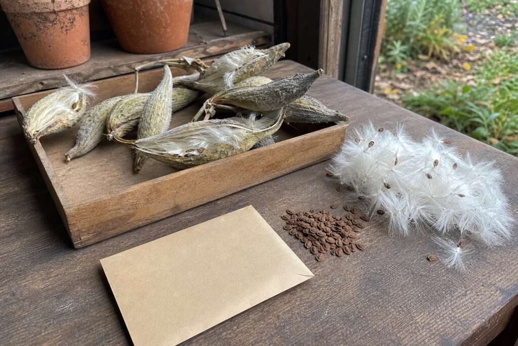 Ripe milkweed pods, loose brown seeds, white floss, and a blank paper envelope on a wooden potting bench.