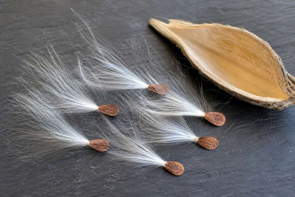 Several brown milkweed seeds with white silky comas fanned out beside an opened pod half.