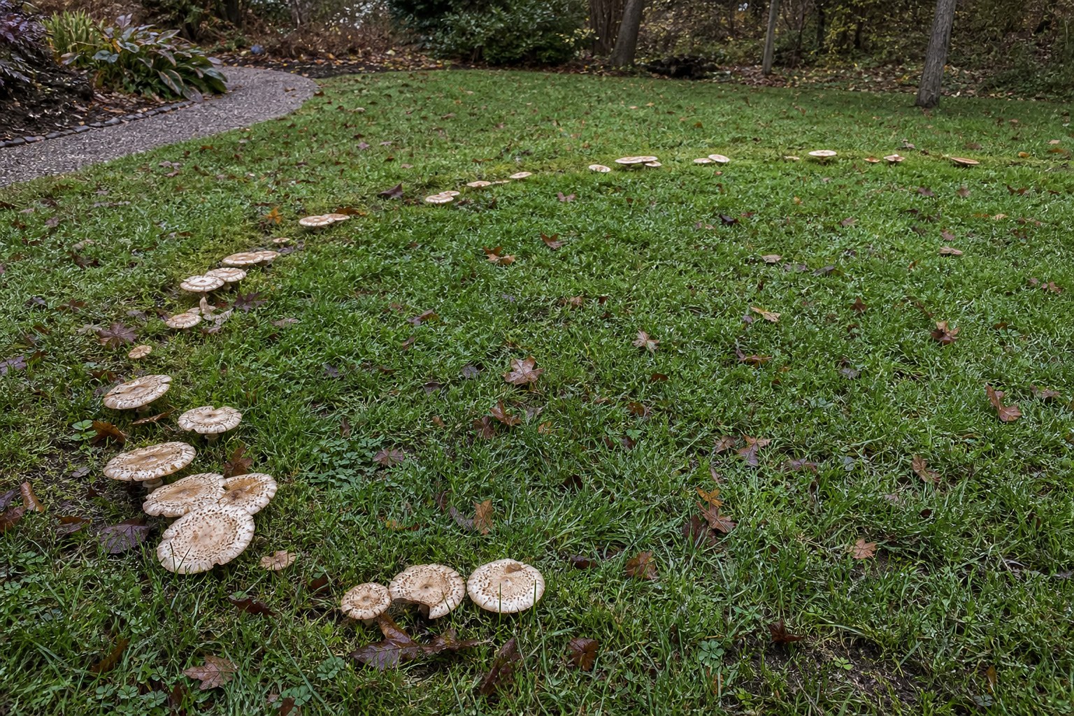 A broad partial ring of mushrooms fruiting in wet green lawn grass after autumn rain.