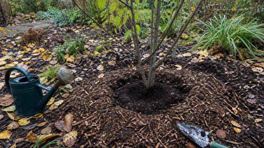 October is root season in disguise