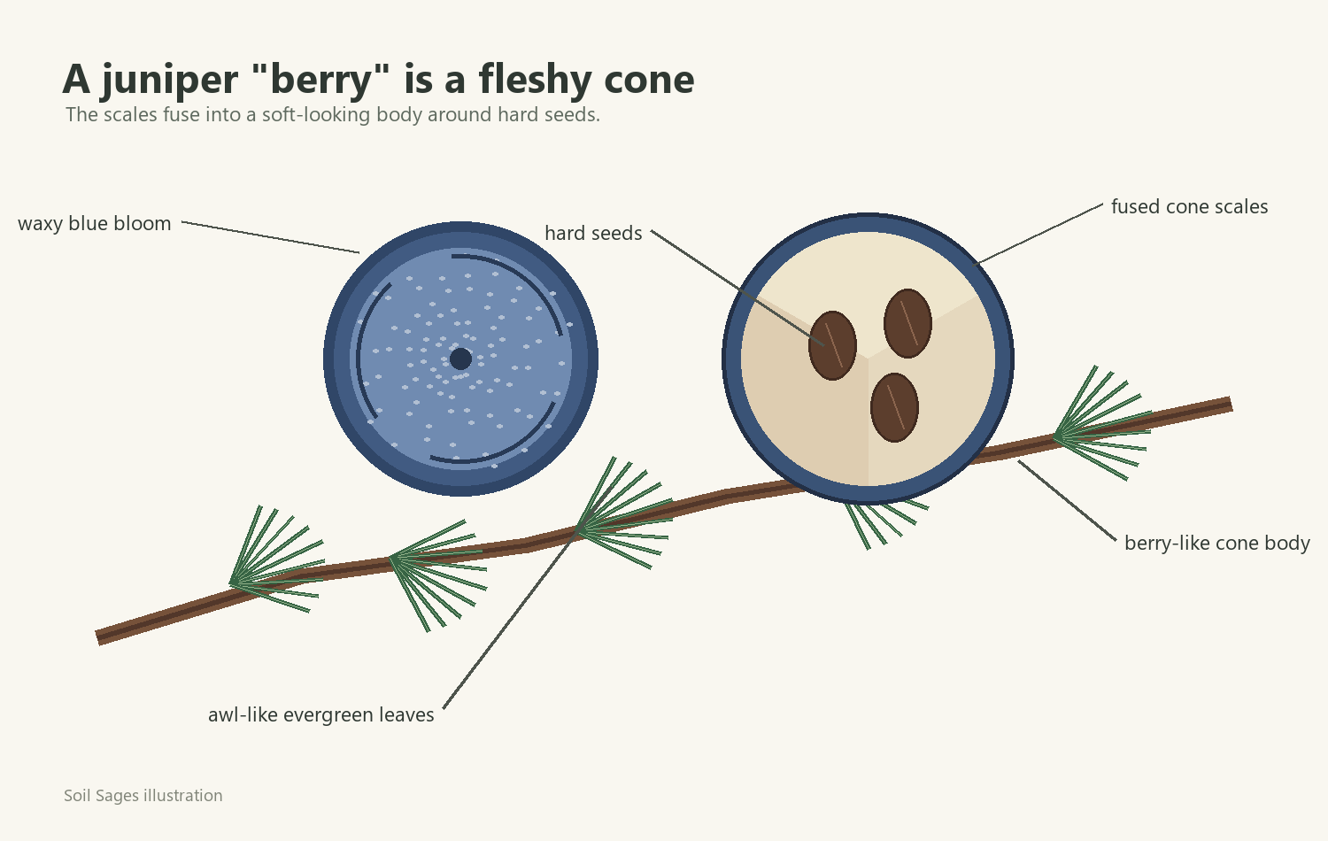 Illustration showing a juniper berry-like cone with wax bloom, fused cone scales, hard seeds, and awl-like foliage