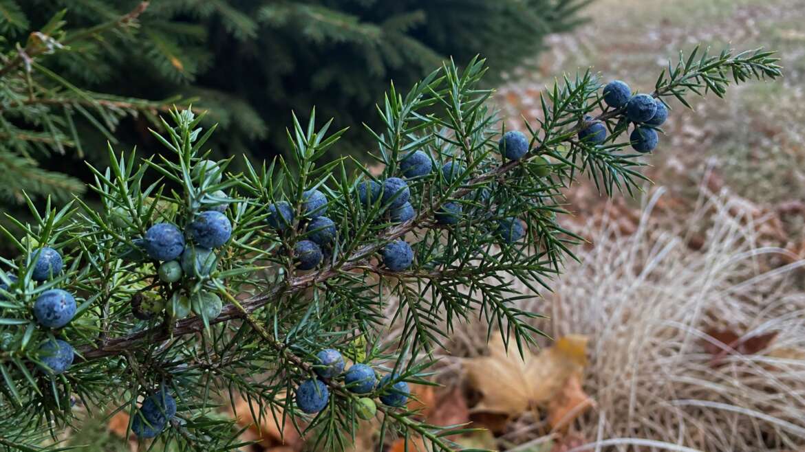The blue berries on juniper are not berries