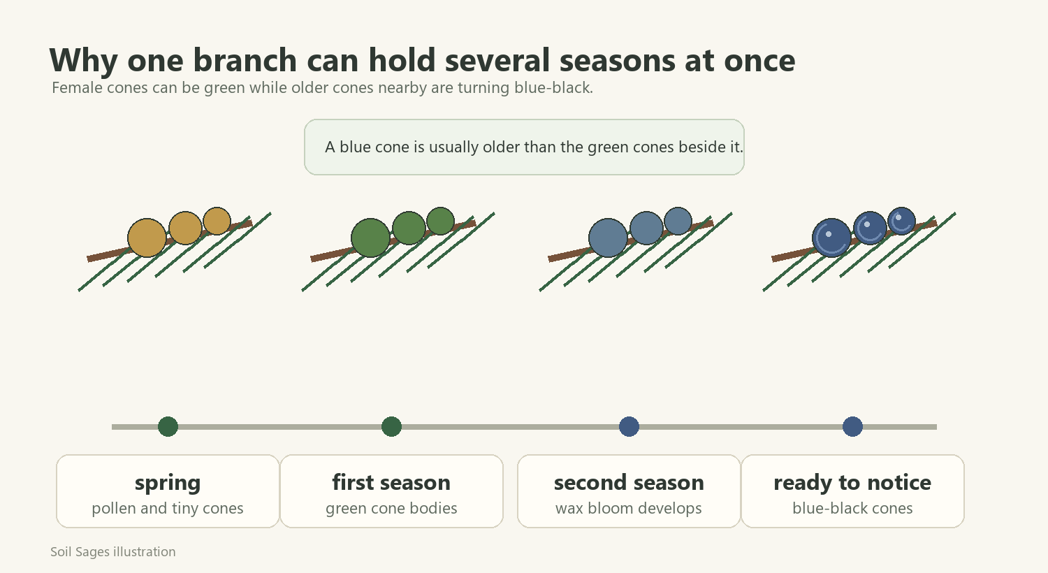 Illustration showing juniper cones progressing from pollen and tiny cones to green first-season cones and blue-black mature cones