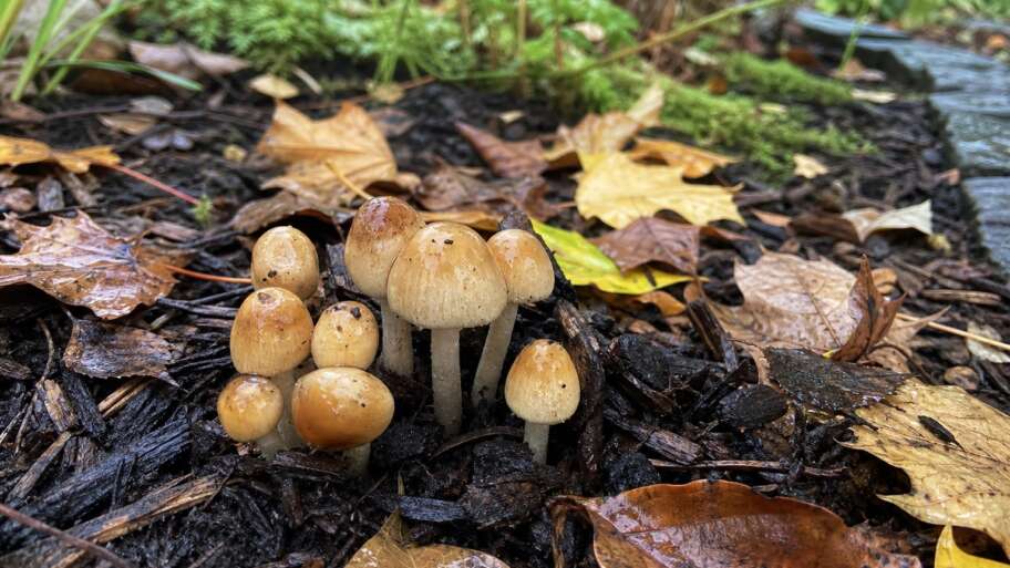 Why mushrooms rise overnight after autumn rain