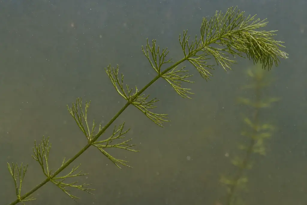 Side-on underwater close-up of coontail with forked leaves arranged in whorls around a rootless stem.